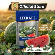 LECKAT 1096 Super Star Tembikai Merah Tanpa Biji SEEDS 100G F1 HYBRID Red WATERMELON Seed SEEDLESS
