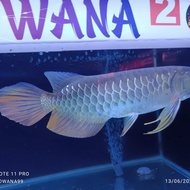 Arwana golden red special genetik slayer ukuran 35cm base blue special