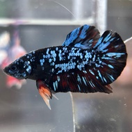 Gambar Ikan Laga Avatar Betta Fish