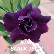 BLACK JELLY富贵花沙漠玫瑰 ADENIUM PLANT BUNGA KEMBOJA  泰国花色THAILAND