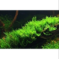🔥🌱NEW🌱🔥Aquarium Fish Shrimp Plant Moss: Erect Moss