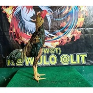 Bangkok Fighting Chicken Eggs X F1 Fertile For Hatching