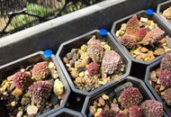 紅苦瓜天章 《人森》 多肉植物 景天科 天章屬