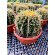 Cactus Golden Barrel S,M & L size real live plant free organic fertiliser 0.5kg free organic premium