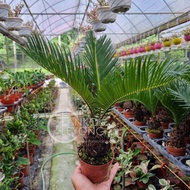 TKL - Cycas Revoluta Live Plant (Sago Palm) 苏铁铁树