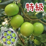 牛奶蜜棗特級禮盒 10台斤/箱