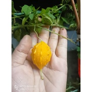 pokok peria hutan (pokok peria hutan