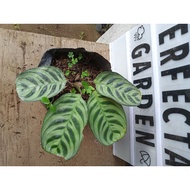 Available live plants Calathea Fishbone seed ling bag included