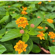 Lantana Camara (0.3m)