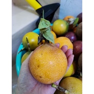 🍊Ecuador Orange Passion Fruit Markisa 哥伦比亚黄金百香果 【500 gram】