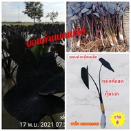 colocasia black magic สูง30 เซ็นติเมตร ต้นไม้ประดับ บอนสีดำเสน่ห์ใบดำ ปลูกงาย ชอบแดดจัดส่งแบบตัดใบหุ้มราก