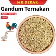 [25KG] Gandum Biji Untuk Ternakan