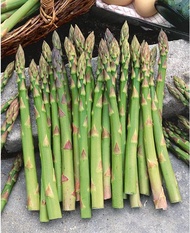 เมล็ดพันธุ์ หน่อไม้ฝรั่ง เมรี่วอชิงตัน (Mary Washington Asparagus Seed) บรรจุ 60 เมล็ด คุณภาพดี ราคา