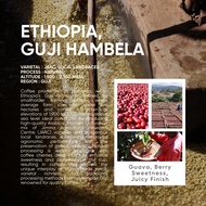 Ethiopia, Guji Hambela G1 | Single Origin Espresso | Natural Process | Guava & Sweet Berries | 100% 