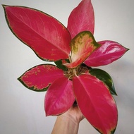 Aglaonema red majesty lokal // tanaman hias aglaonema red majesty