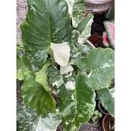 ALOCASIA VERIGATED MACHORIZZA