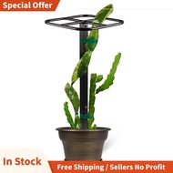 Premium Dragon Fruit Trellis Durables Metal Trellis for Vertical Gardening and Climbing Plants