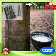 Lidah Pokok Getah / Sudu Pokok Getah 200gram