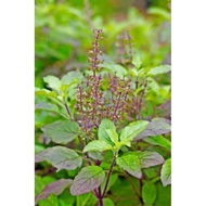 50seeds HOLY BASIL/ lemon basil plant seeds