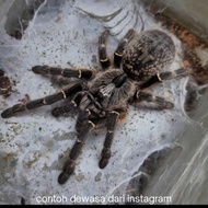 Tarantula Ceratogyrus Darlingi