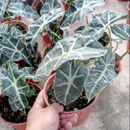 Anak Pokok Keladi Alocasia Bambino Live Plants Pokok Hiasan Hidup Pokok Hidup Pokok Keladi Hiasan Alocasia Bambino Arrow