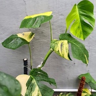 tanaman hias monstera marmorata 11 daun