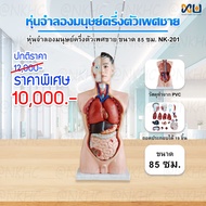 NKHC Anatomy model: NK- 201 หุ่นจำลองมนุษย์ครึ่งตัวเพศชาย ขนาด 85 เซนติเมตร ถอดประกอบได้ 19 ชิ้น