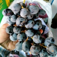 buah anggur hitam tanpa biji (Australia 1/2kg)