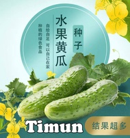 Benih Buah Timun Family (20 Seeds) /各种水果黄瓜籽 / Fruit Cucumber Seeds Family