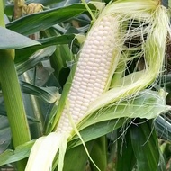 200gram Biji Benih Jagung Manis Susu Putih / Sweet White Corn seeds 甜糯玉米种子