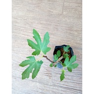 Fig Tree / Pokok Buah Tin - Super Jumbo