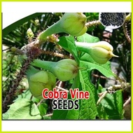 ✒ ◐ cobra vine (15 seeds) buy 2 get 1free