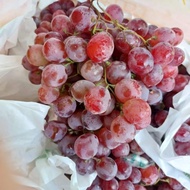 buah anggur red globe 1 krat GROSIR