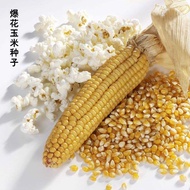 10 Biji Benih - Jagung Pop Corn 爆米花玉米