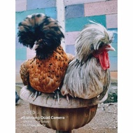 AYAM POLAND JAMBUL DEWASA SIAP PRODUKSI JANTAN ATAU BETINA