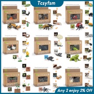 TY   Life Cycle Animal Figurines Insect Animal Plant Growth Cycle Toys Preschool Learning Teaching Aids For Kindergarten