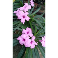 Ruellia renek pink pokok hidup