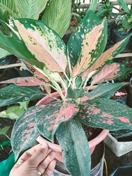 Aglaonema Varieties Budget Meal ( SULTAN - RED HENHENG - SOBSOKORN - BOXER - SUTRA COCHIN ) Real or Live Plant - Indoor Outdoor Plant - Ready to Plant
