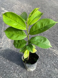 Hybrid Soursop plants / Anak pokok durian belanda hybrid / 红毛榴梿