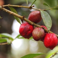 Buah Mahkota Dewa 5 Biji