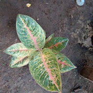 tanaman hias aglonema harlequin - aglonema langka -aglonema murah