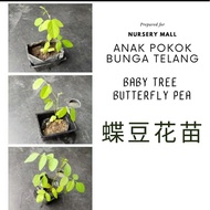 Anak Pokok bunga telang dengan tanak dan polybag/Baby tree Butterfly Pea with soil and polybag/ 蝶豆花苗(🌱)帶泥和Polypack-供种植
