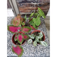 Keladi bintik merah | Red Caladium| Caladium bicolor