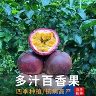 Hot-selling Instant Shipping Passion Fruit Seed Passion Fruit Seed Four Seasons Spring Courtyard Ind