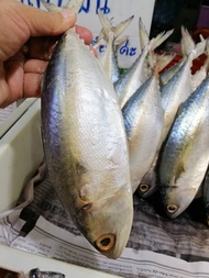 (พร้อมส่ง) ปลาทูมันแม่กลอง ปลาทูมัน คัดไซร์ ( 1 kg. 5 ตัวใหญ่ ) ปลาทูแม่กลอง ปลาทูอร่อย สดใหม่ สะอาด เนื้อแน่น ไม่เค็ม