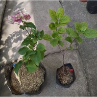 Large and Medium size top rare bougainvillea / collectors item