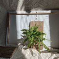 植物上板—腎蕨上板 山蘇上板 植物上板 鹿角蕨上板 波斯頓厥上板 兔腳厥上板 漂流木上板 生活小物