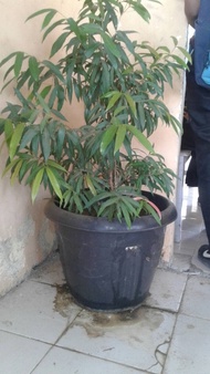 pot bunga