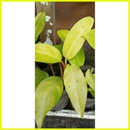 ♞ PHILODENDRON ORLANDO (Lemon Lime)Philodendron hederaceum Lemon