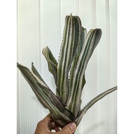 bromeliad aechmea B/Black x H1C